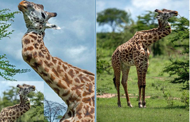 Giraffe with broken neck 