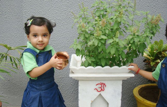 Tulsi tree