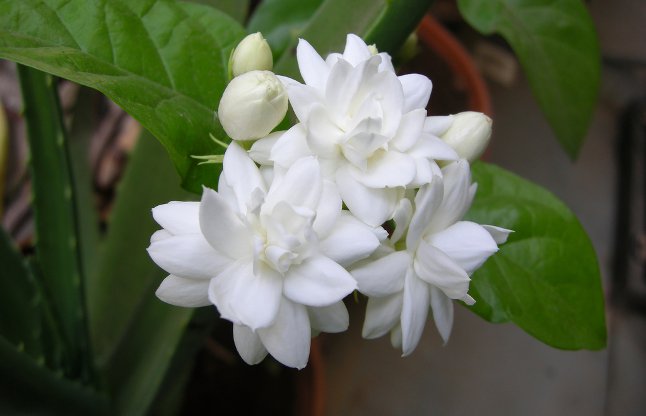 Mogra flower