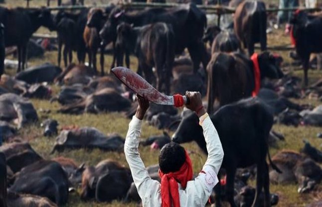 Animal sacrifice banned in Nepal festival
