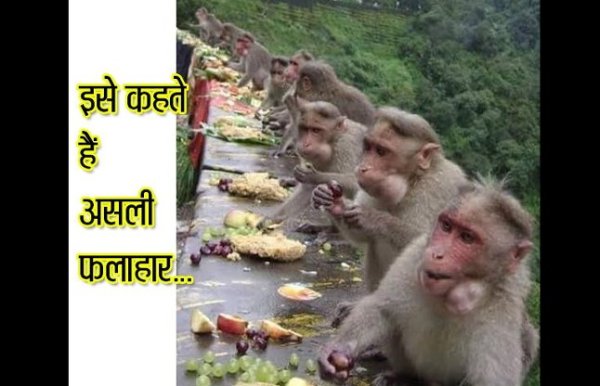 funny comedy cartoons on whats app