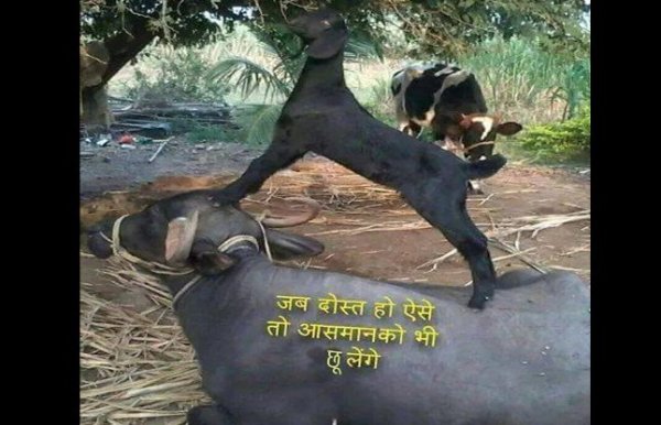 funny comedy cartoons on whats app