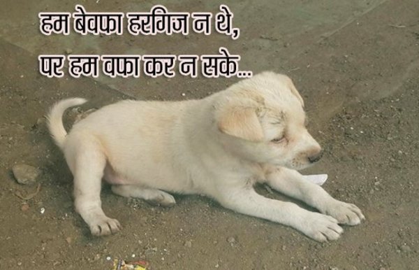 funny comedy cartoons on whats app