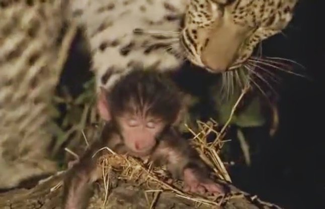 Leopard saves baby baboon