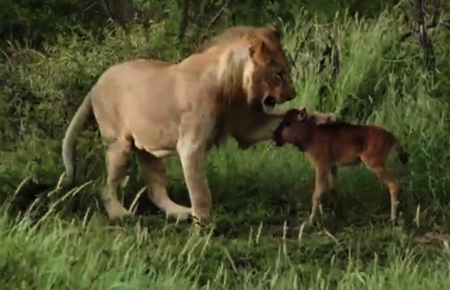  lion saves a baby calf from another lion attack