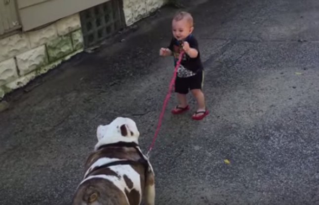 11 month old baby pulling 80 pound bulldog video 