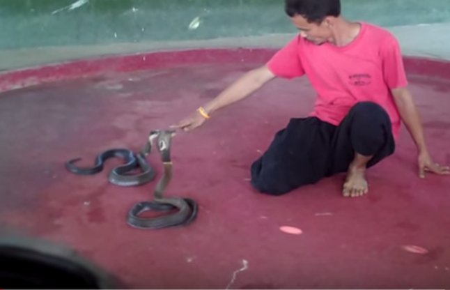 man controlling king cobra with his expressions vi