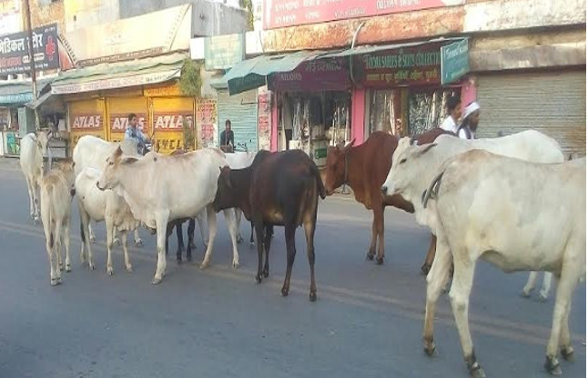cow  lucknow