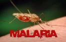 malaria death
