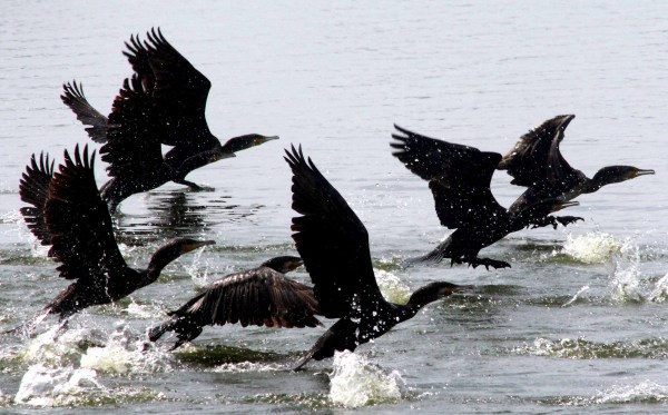 bhopal birds