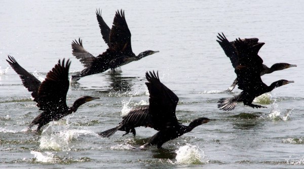 bhopal birds