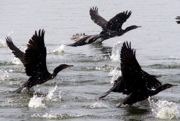 bhopal birds