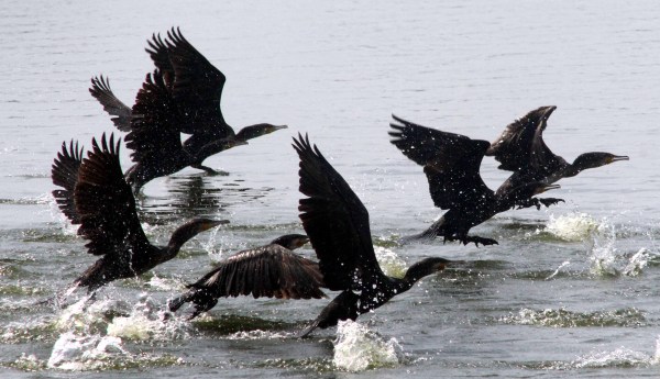 bhopal birds