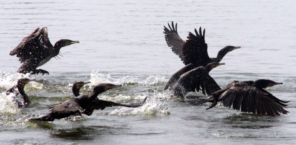 bhopal birds