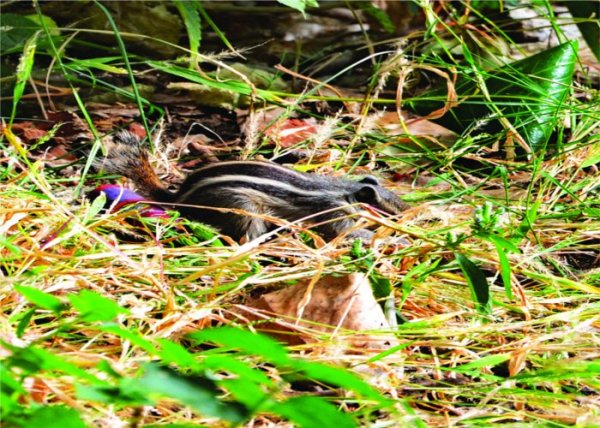 Squirrel is looking for food in the forest