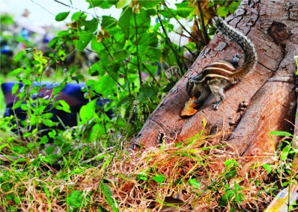 Squirrel is looking for food in the forest