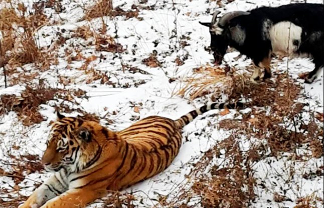 goat befreinded with tiger