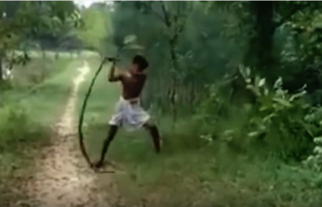 A king cobra bites his son father takes revenge wi