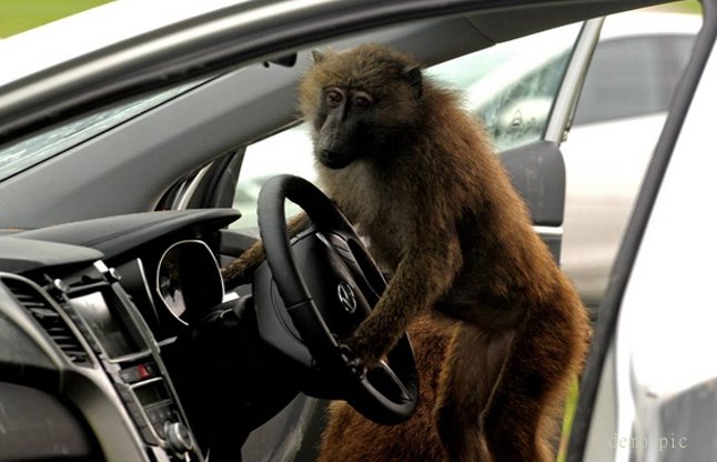 Monkey driver