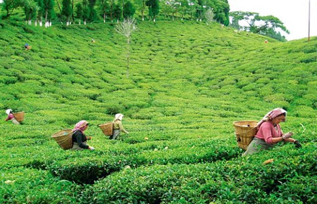 Tea plantation workers wage