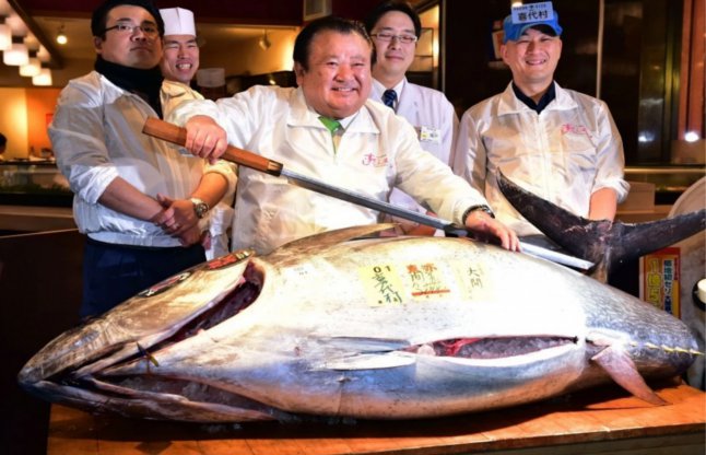 costliest fish of world sold in japan