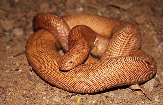 red sand boa snake
