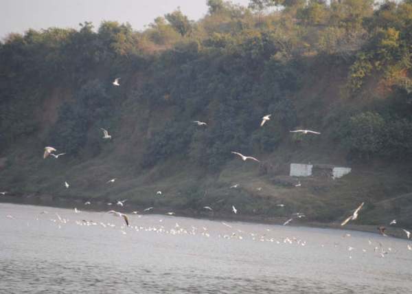 Narmada