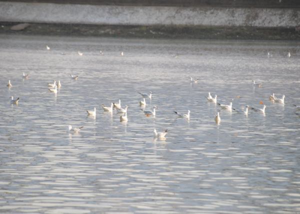 Narmada