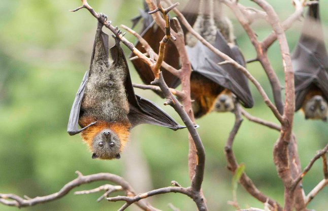 colony of bats in a tree