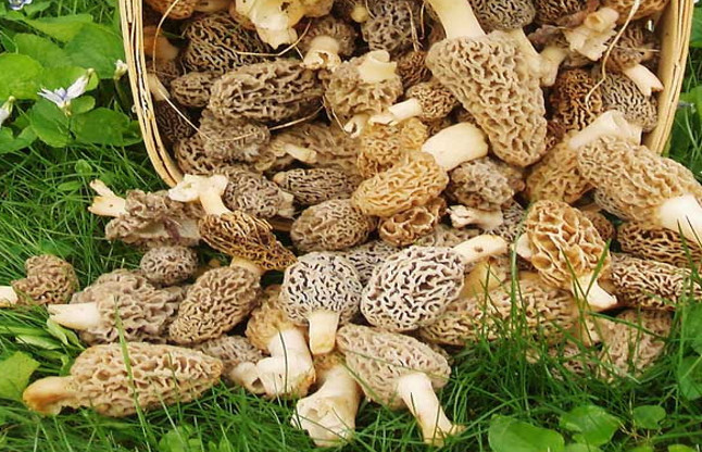 Morchella esculenta-Morel