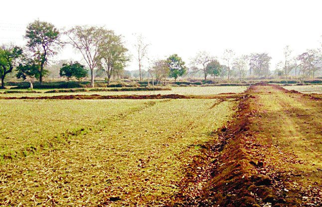 Agricultural land under illegal Plating