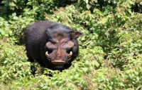  now the victim of ammo