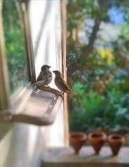 SPARROW
