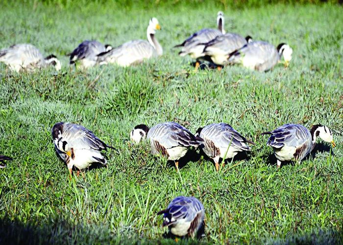Migratory birds move from ghana