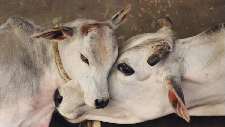 Madhya Pradesh,betul,cow,rape,Unnatural sex,crime 