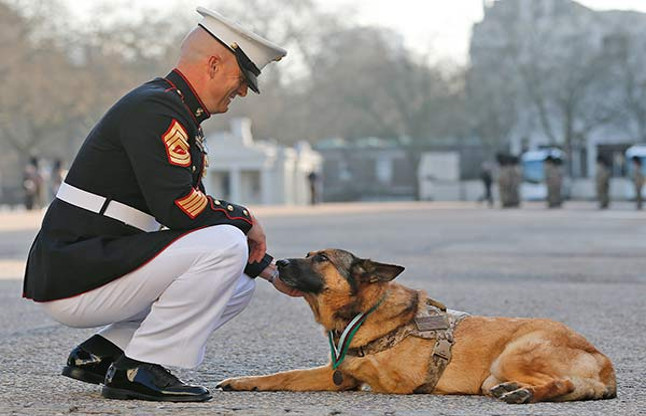 US Marine Dog