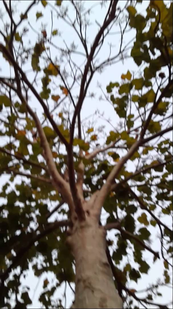 ram ramaa tree
