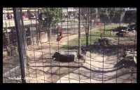 girl jump in tiger fence video