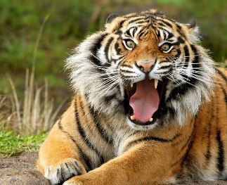 hoshangabad-tiger