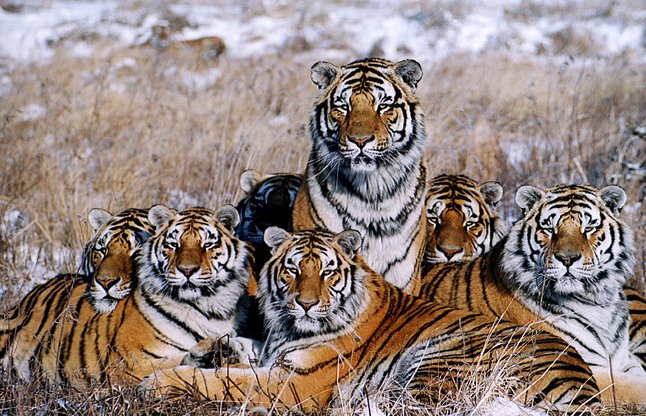 Tigers in danger