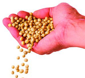 Best soybean prices high