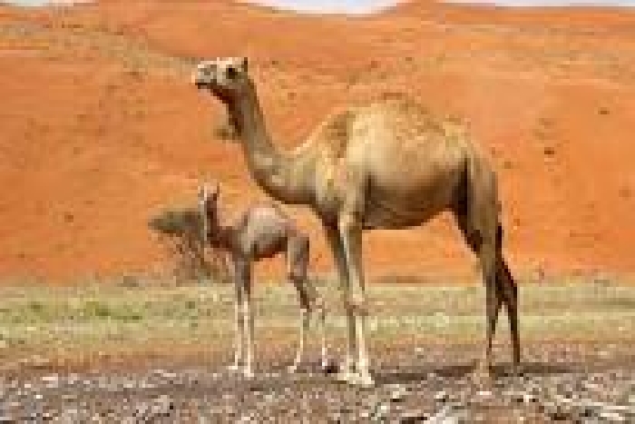 camel milk