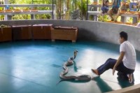 Cobra Attacks Audience