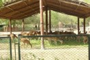 jaipur zoo
