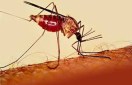 continues to play malaria month formality