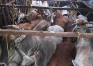 Cows Smuggle