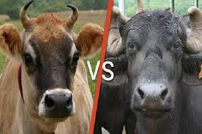 cow vs buffalo