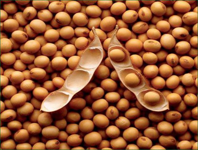 soybeans