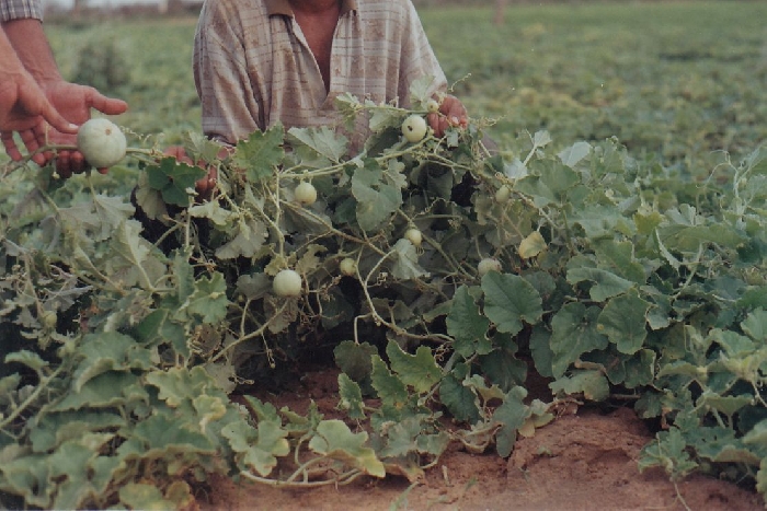 Profits with good yield from rainfed crops