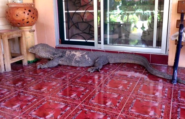 Giant lizard tries to get home in Thailand